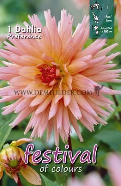 Cactus Of Semicactus Preference Festival Spring Dahlia Cactus Of Semicactus Dahlia Preference I (x14x1)