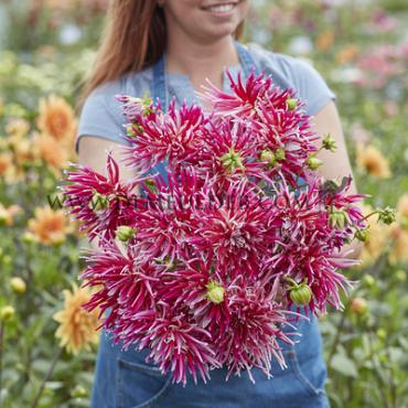 Cactus Of Semicactus Samourai Festival Winter Dahlia Cactus Of Semicactus Dahlia Samourai I (x14x1)