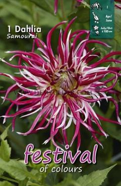 Cactus Of Semicactus Samourai Festival Spring Dahlia Cactus Of Semicactus Dahlia Samourai I (x14x1)