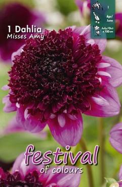 Anemone Flowered Misses Amy Festival Spring Dahlia Anemone Flowered Dahlia Misses Amy I (x14x1)