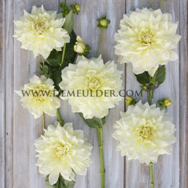 Decorative Dinnerplate Ice Breaker Festival Winter Dahlia Dinnerplate Dahlia Ice Breaker I (x14x1)