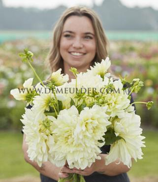 Decorative Dinnerplate Ice Breaker Festival Winter Dahlia Dinnerplate Dahlia Ice Breaker I (x14x1)