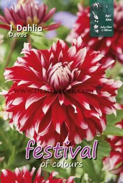 Decorative Large Flowered Davos Festival Spring Dahlia Large Flowered Dahlia Davos I (x14x1)
