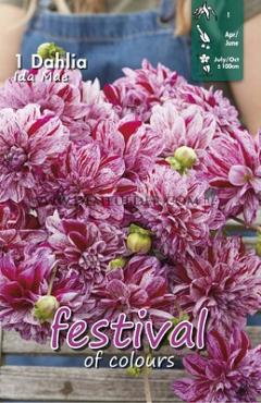 Decorative Small Flowered Ida Mae Festival Spring Dahlia Small Flowered Dahlia Ida Mae I (x14x1)