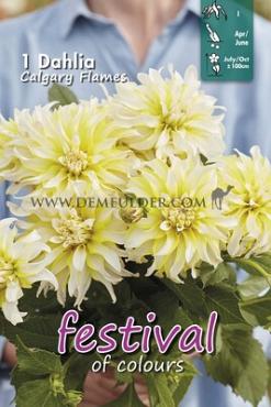Decorative Small Flowered Calgary Flames Festival Winter Dahlia Small Flowered Dahlia Calgary Flames I (x14x1)