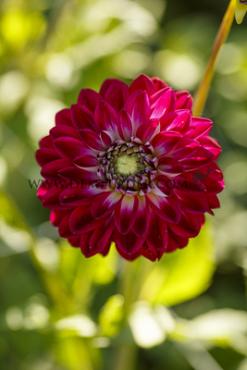 Decorative Small Flowered Embassy Festival Winter Dahlia Small Flowered Dahlia Embassy I (x14x1)