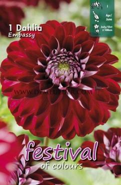Decorative Small Flowered Embassy Festival Spring Dahlia Small Flowered Dahlia Embassy I (x14x1)