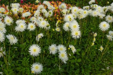 Cactus Of Semicactus My Love Festival Winter Dahlia Cactus Of Semicactus Dahlia My Love I (x14x1)