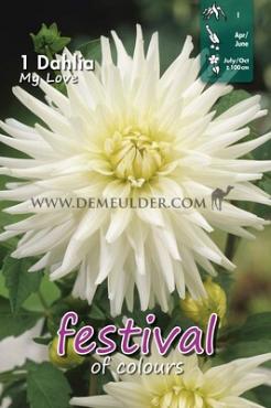Cactus Of Semicactus My Love Festival Winter Dahlia Cactus Of Semicactus Dahlia My Love I (x14x1)