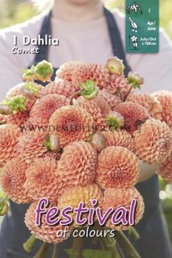 Ball Comet Festival Spring Dahlia Ball Dahlia Comet I (x14x1)