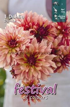 Decorative Small Flowered Dorita Festival Spring Dahlia Small Flowered Dahlia Dorita I (x14x1)