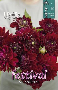 Decorative Small Flowered King Arthur Festival Winter Dahlia Small Flowered Dahlia King Arthur I (x14x1)