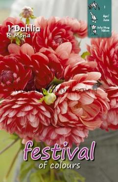 Decorative Small Flowered R Mona Festival Winter Dahlia Small Flowered Dahlia R Mona I (x14x1)