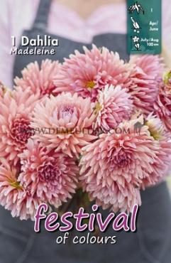 Cactus Of Semicactus Madeleine Festival Spring Dahlia Cactus Of Semicactus Dahlia Madeleine I (x14x1)