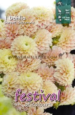 Ball Sweet Suzanne Festival Spring Dahlia Ball Dahlia Sweet Suzanne I (x14x1)