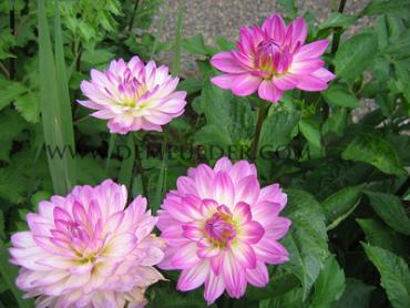 Decorative Dwarf Bitsy Festival Winter Dahlia Dwarf Dahlia Bitsy I (x14x1)
