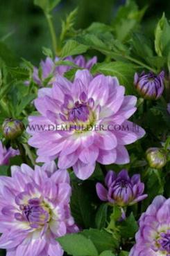 Decorative Dwarf Bitsy Festival Winter Dahlia Dwarf Dahlia Bitsy I (x14x1)