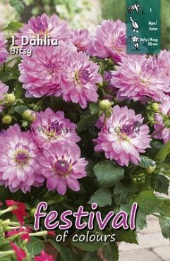 Decorative Dwarf Bitsy Festival Spring Dahlia Dwarf Dahlia Bitsy I (x14x1)