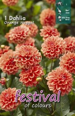 Decorative Dwarf Orange Nugget Festival Spring Dahlia Dwarf Dahlia Orange Nugget I (x14x1)
