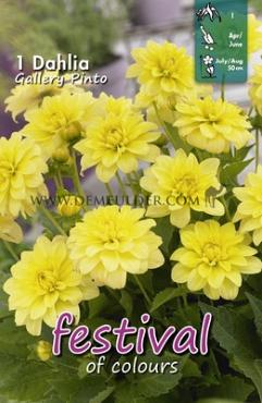 Decorative Dwarf Gallery Pinto Festival Spring Dahlia Dwarf Dahlia Gallery Pinto I (x14x1)