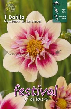 Collerette Rhubarb & Custard Festival Spring Dahlia Collerette Dahlia Rhubarb & Custard I (x14x1)