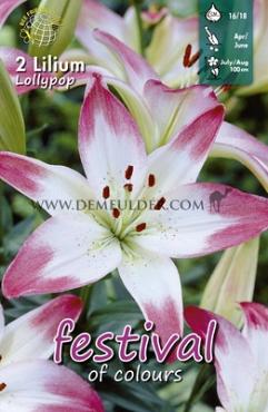 As Lollypop Festival Spring Lilium Lilium Lollypop 16/18 (x14x2)