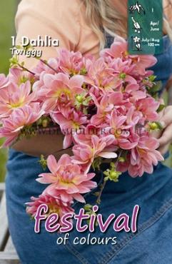 Waterlily Twiggy Festival Spring Dahlia Waterlily Dahlia Twiggy I (x14x1)