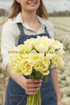 Tulipa Yukon 12/+ (x250)