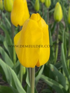 Tulipa Jan van Nes 12/+ (x 250)