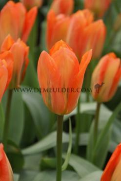 Tulipa Orange Brilliant 12/+ (x 250)