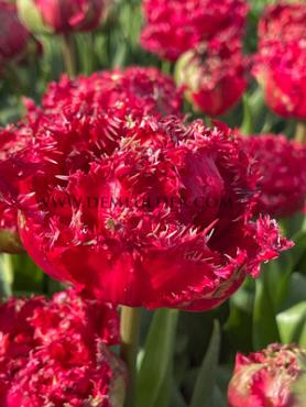 Verpakte Tulipa Fringed Tulipa Qatar 12/+ (250)