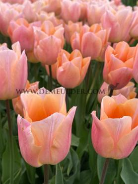 Tulipa Apricot Beauty (x 250)