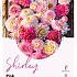 Dahlia mixed Dahlia Collecties Exclusive Collection Exclusive Collection Dahlia's Shirley
