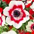 Coronaria Bicolor Anemone Bicolor 7/8 (x 250)