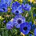 Coronaria Mr. Fokker Anemone Mr. Fokker 7/8 (x 250)