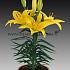 Pot-As Tiny Bee Lilium Tiny Bee (x 300)
