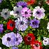 Coronaria De Caen Gemengd Anemone De Caen Mixed 7/8 (x 250)
