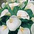 Aethiopica Zantedeschia Aethiopica 16/18 (x 50)