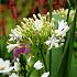 Albus, Wit Agapanthus Albus White (x 50)