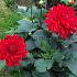 Decorative Dwarf Garden Wonder Dahlia Garden Wonder (x 35)