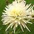 Cactus Of Semicactus Dwarf Playa Blanca Dahlia Playa Blanca (x 35)