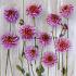 Anemone Flowered Mambo Dahlia Mambo (x 35)