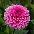Ball Pink Sylvia (Sandra) Dahlia Pink Sylvia (Sandra) (x 35)
