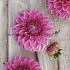 Ball Pink Sylvia (Sandra) Dahlia Pink Sylvia (Sandra) (x 35)