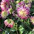 Cactus Of Semicactus Dwarf Tahiti Sunrise Dahlia Tahiti Sunrise (x 35)