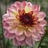 Decorative Dwarf Zingaro Dahlia Zingaro (x 35)