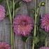 Ball Pink Suffusion Dahlia Pink Suffusion (x 35)