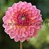 Ball Pink Suffusion Dahlia Pink Suffusion (x 35)