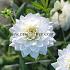 Decorative Medium Flowered White Swan Dahlia White Swan (x 35)