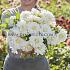 Decorative Medium Flowered White Swan Dahlia White Swan (x 35)